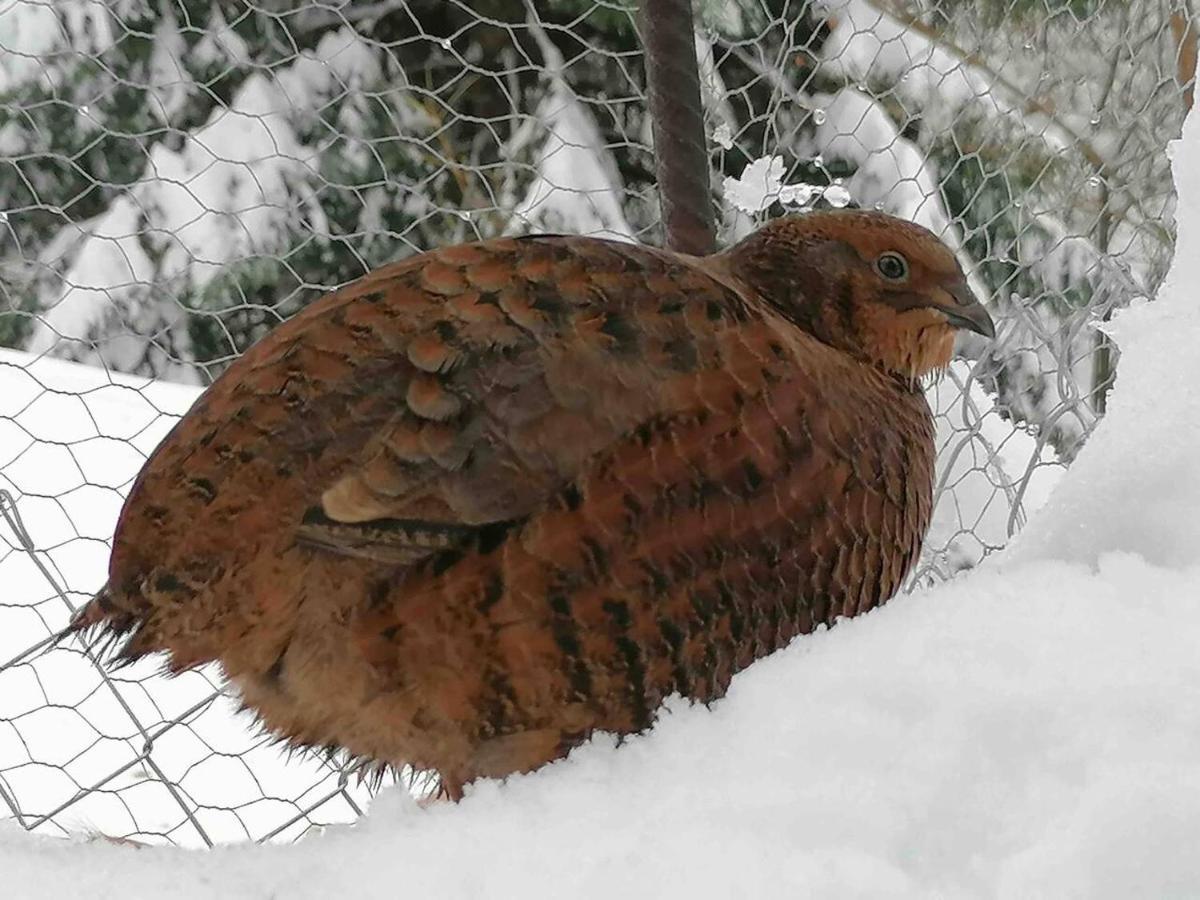 Appartamento Accogliente Di Montagna A Cavagnago Faido Kültér fotó